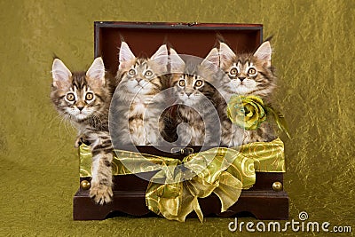 Maine Coon kittens in wooden box