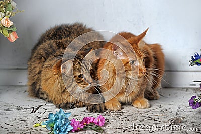 Maine Coon and Siberian cats