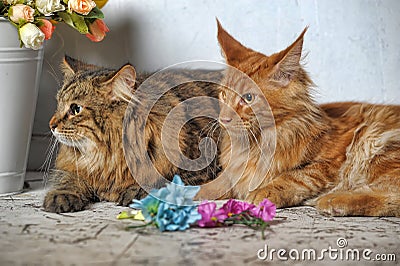 Maine Coon and Siberian cats