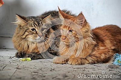 Maine Coon and Siberian cats