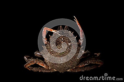 Maja Squinado (European Spider Crab), balance, stretching, still