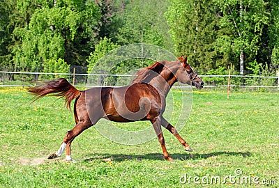 Majestic bay arabian spanish stallion