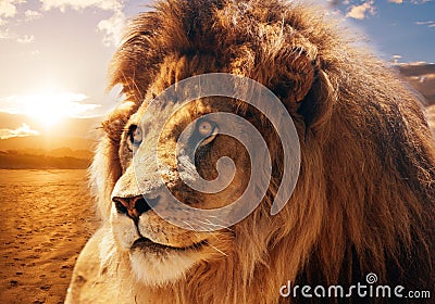 Majestic lion