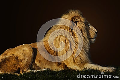 Majestic lion