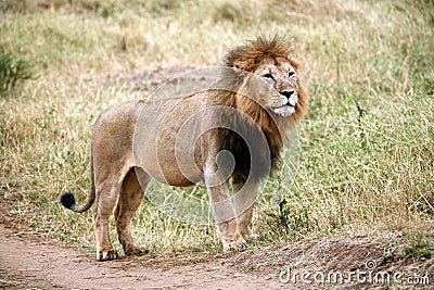 Majestic lion standing in the grass