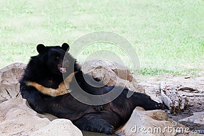 Malayan sun bear lying on ground in zoo use for zoology animals and wild life in nature forest