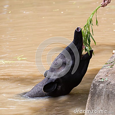 Malayan Tapir animal in water