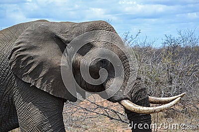 Male African Elephant Head