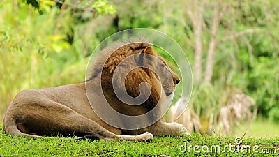 Mane African lion