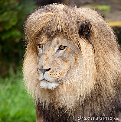 Male African Lion Portrait