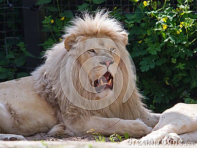 Male African white lion