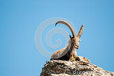 Male alpine ibex