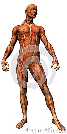 Male Anatomy - Musculature Royalty Free Stock Photos - Image: 2146098