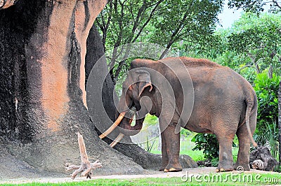 Male asian elephant