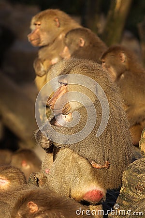 Male baboon holding baby animals close