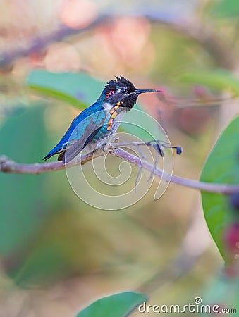 Male Bee Hummingbird on a branch