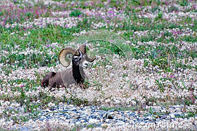 Male Bighorn Sheep with large horns