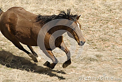 Male Brown Horse Running