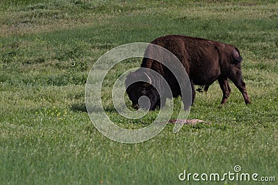 Male buffalo