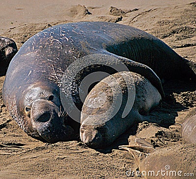 Male,bull and female,cow elephant seal