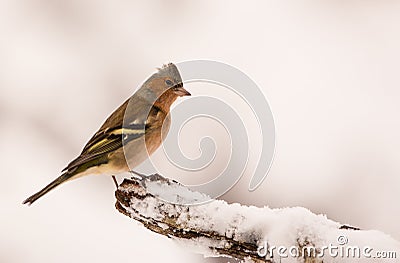 Male Chaffinch with snow