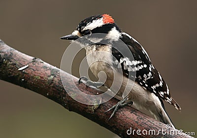 Royalty Free Stock Photo: Male downy woodpecker