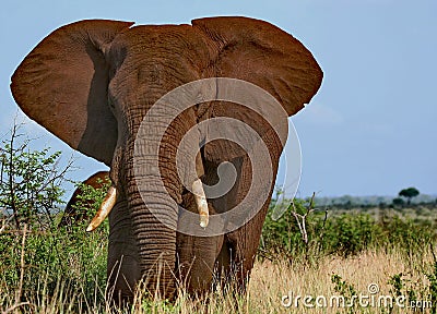 Male Elephant