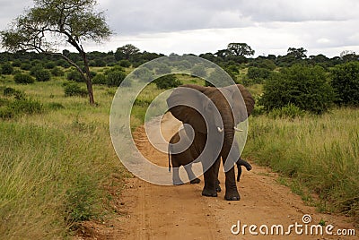 Male elephant garding small elephant