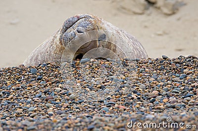 Male Elephant Seal
