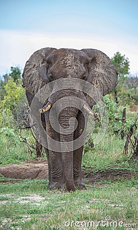 Male Elephant, standing alone.