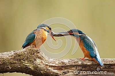 Male & female Kingfisher with fish