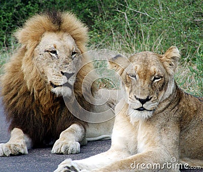 Male And Female Lion