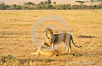 Male and female lion