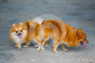 Male and female pomeranian dog mating, Mating of pet