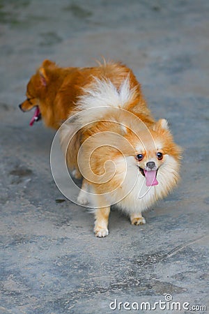 Male and female pomeranian dog mating, Mating of pet