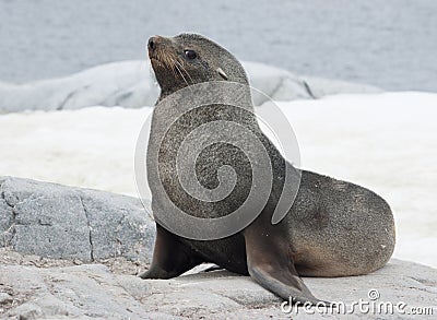 Male fur seal sitting on a rock on the coast.