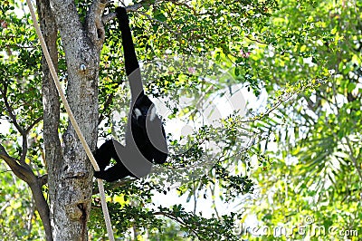 Male Gibbon monkey in tree