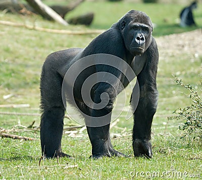 Male gorilla