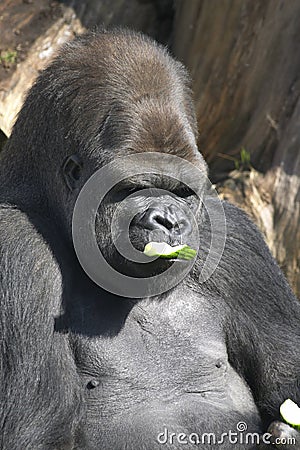 Male Gorilla eating a cucumber