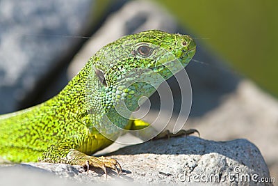 A male of green lizard / Lacer