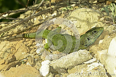 Male of green lizard (Lacerta viridis)