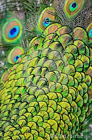 Male Green Peacock feathers