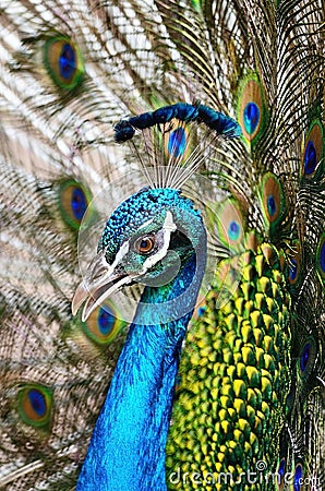 Male Green Peacock feathers