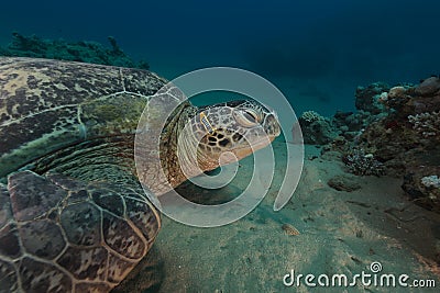 Male green turtle and pyama chromodorid in the Red Sea.