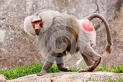 Male Hamadryas Baboon