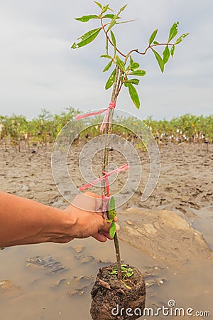 Male hand holding tree