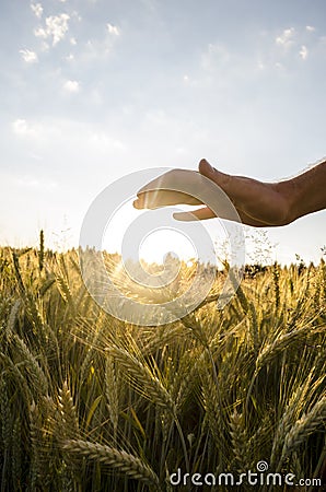 Male hand over beautiful wheat field.