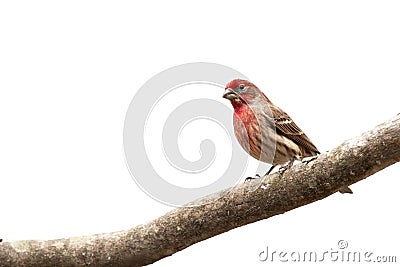 Beautiful colorful purple and red male House Finch bird on bare limb 