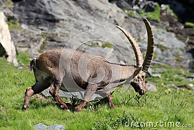 Male ibex (ibex goat)