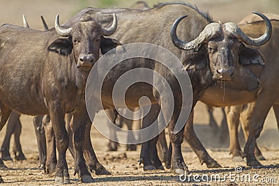 Male and juvenile African Buffalo